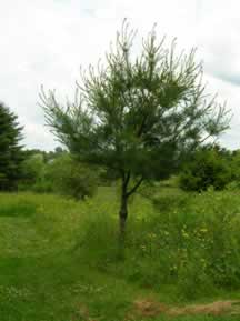 Weeviled whte pine tree